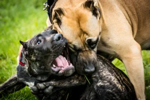 Why Are Most Fatal Dog Attacks Pitbulls