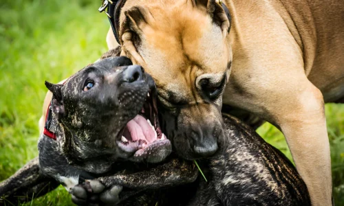 Why Are Most Fatal Dog Attacks Pitbulls? Reasons