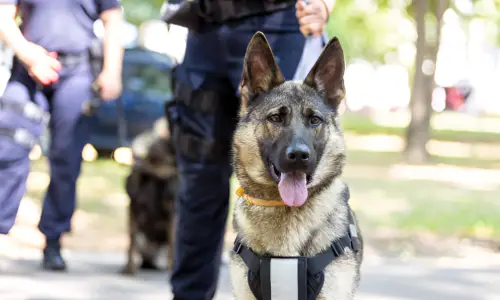 Why Are Police Dogs Taught German? Reason Explained