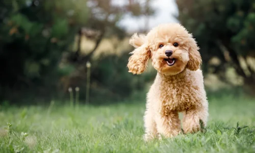 Why Are Poodles Not Affectionate? Reason Explained