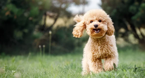 Why Are Poodles Not Affectionate? Reason Explained