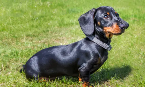 Why Are So Many Dogs Black and Tan? Explained