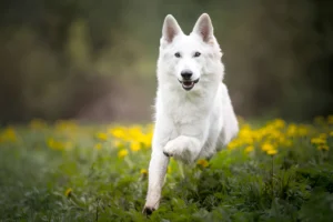 Why Are White Dogs Discouraged