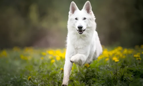 Why Are White Dogs Discouraged? Reason Explained