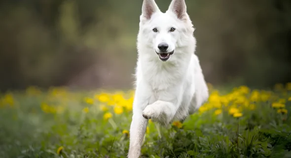 Why Are White Dogs Discouraged? Reason Explained