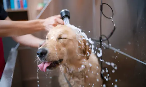 Why Cannot Dogs Shower Every Day? You must Know