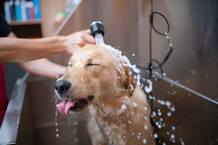 Why Cannot Dogs Shower Every Day