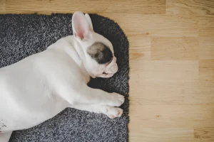 Why Do French Bulldogs Sleep So Much Explained