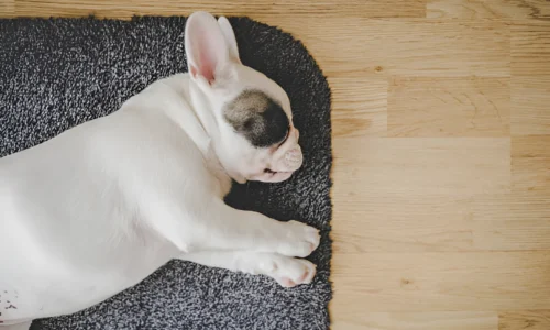 Why Do French Bulldogs Sleep So Much? Explained