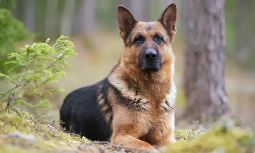 Why Do German Shepherds Put Their Paws in the Water Bowl?