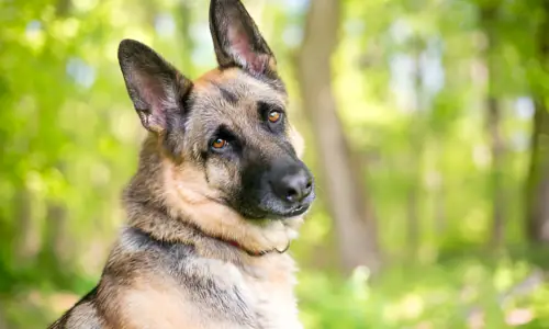 Why Do German Shepherds Tilt Their Head So Much?