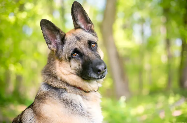 Why Do German Shepherds Tilt Their Head So Much