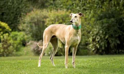 Why Do Greyhounds Rarely Bark? What to Expect