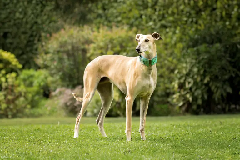 Why Do Greyhounds Rarely Bark