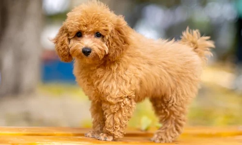 Why Do People Like Toy Poodles? Here’s the Reason