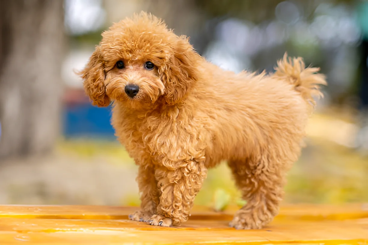 Why Do People Like Toy Poodles