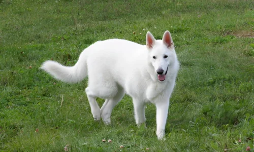 Why Do Police Not Use White German Shepherds?