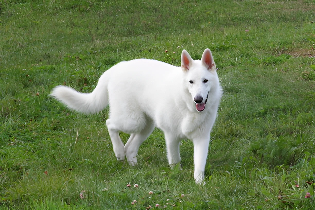 Why Do Police Not Use White German Shepherds