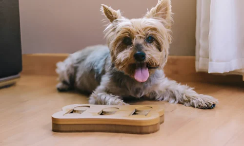 Why Do Yorkies Smell So Much? Reasons Explained