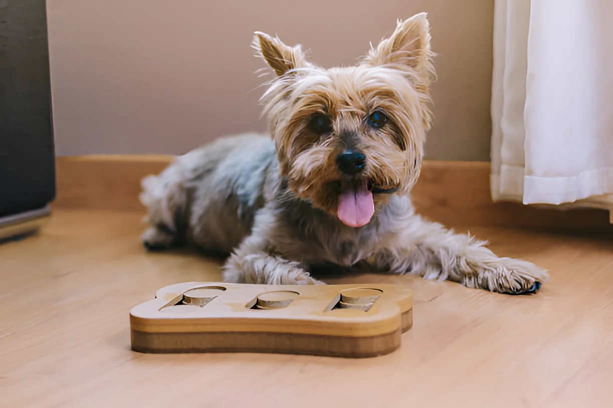 Why Do Yorkies Smell So Much