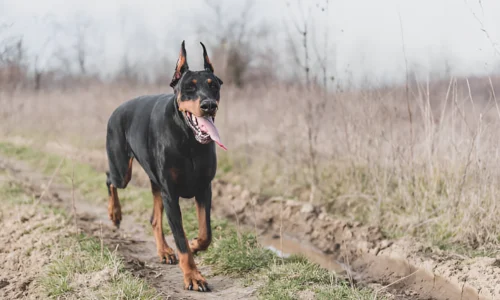 Why Does My Doberman Run Away? Reasons Explained