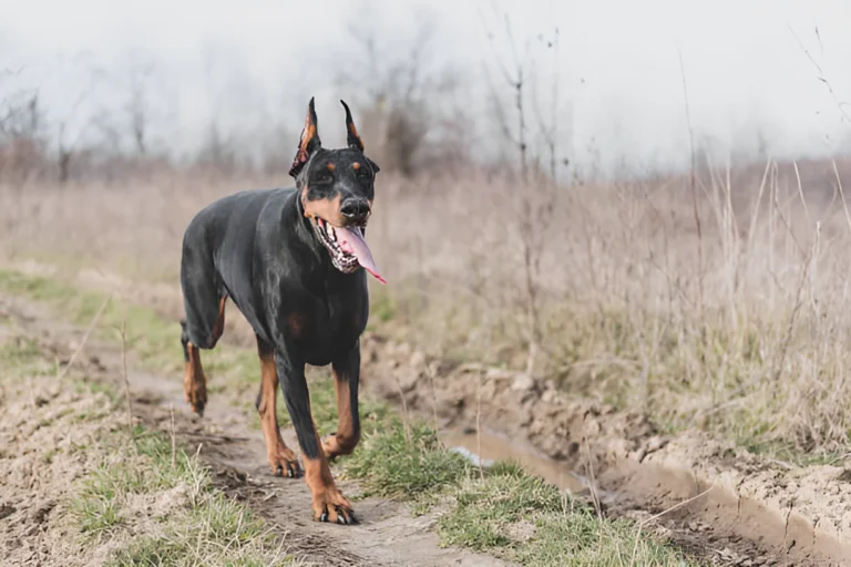 Why Does My Doberman Run Away