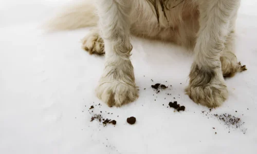 Why Does My Dog Destroy the Carpet When Left Alone?