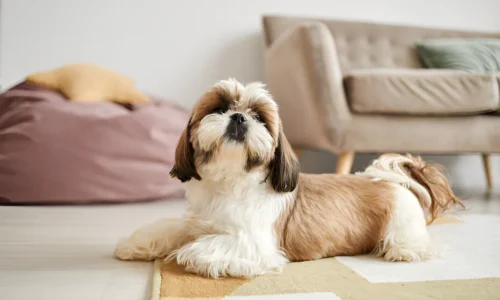 Why Does My Shih Tzu Hair Fall Out? Reason Explained