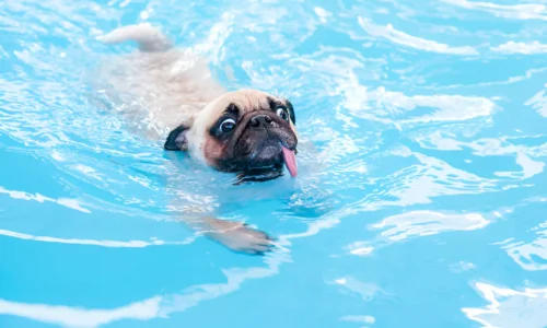 Why is My Dog Coughing After Swimming? Reasons