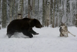 Will a Bear Go After My Dog