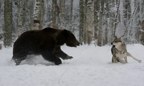 Will a Bear Go After My Dog? Crucial Guideline