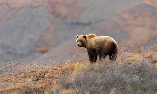 Will a Dog Scare a Grizzly Bear? What to Expect