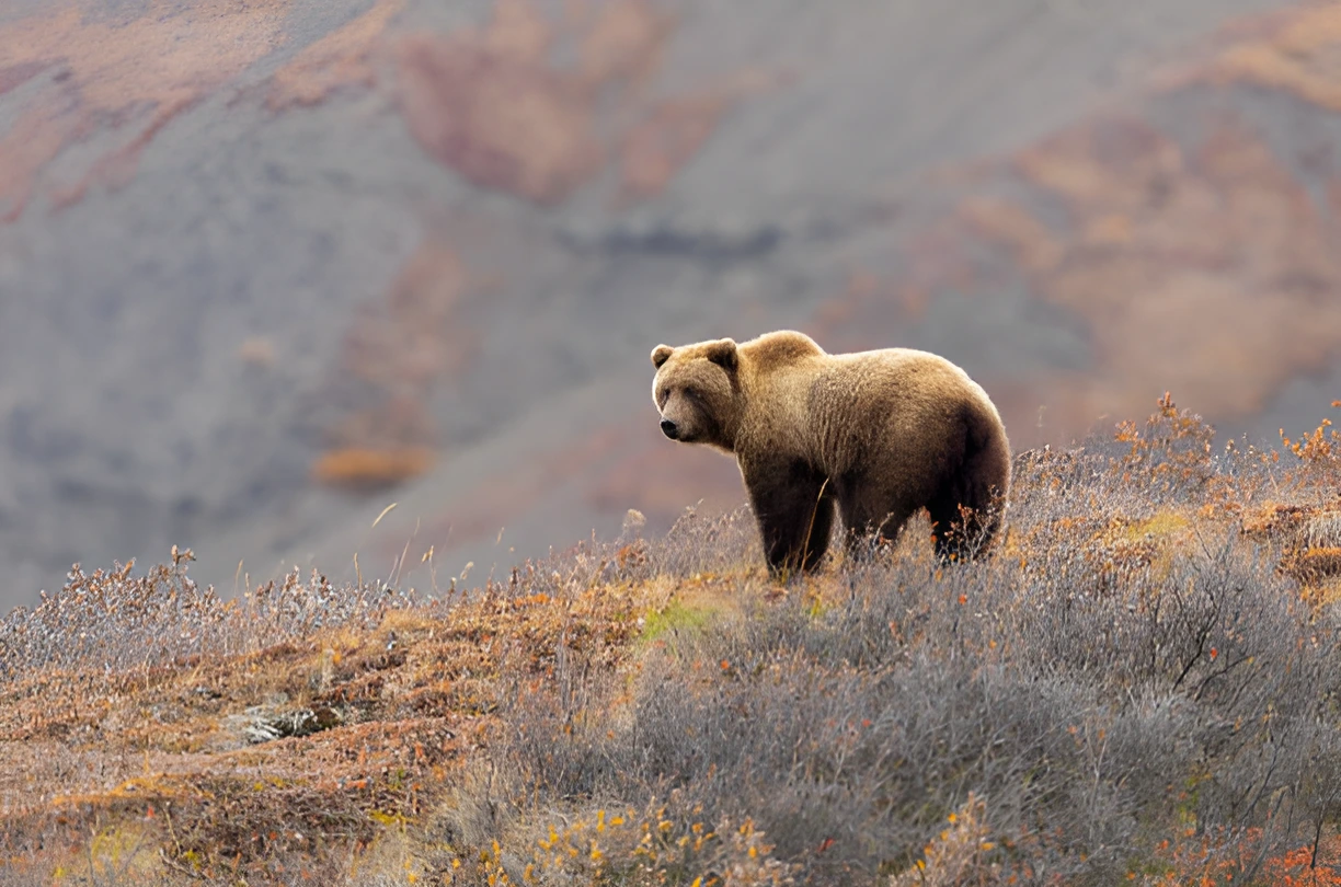 Will a Dog Scare a Grizzly Bear