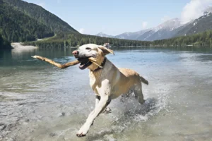 What to Do If My Dog Drank Lake Water