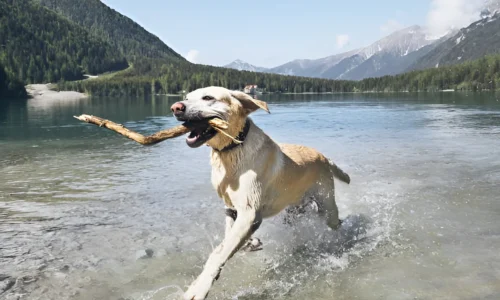 What to Do If My Dog Drank Lake Water? Crucial Guide