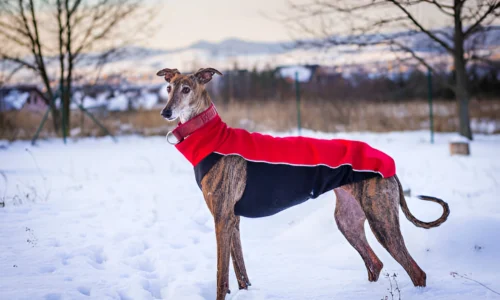 Do Greyhounds Get Cold Easily? Crucial fats to Know