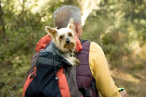 How Do You Take a Small Dog on a Hike