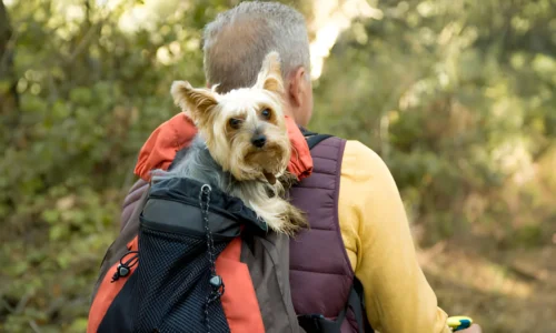 How Do You Take a Small Dog on a Hike? Tips and Tricks