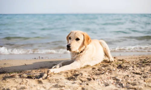 Can Dogs Go to Cedar Key Beach? Yes (Facts to Know)