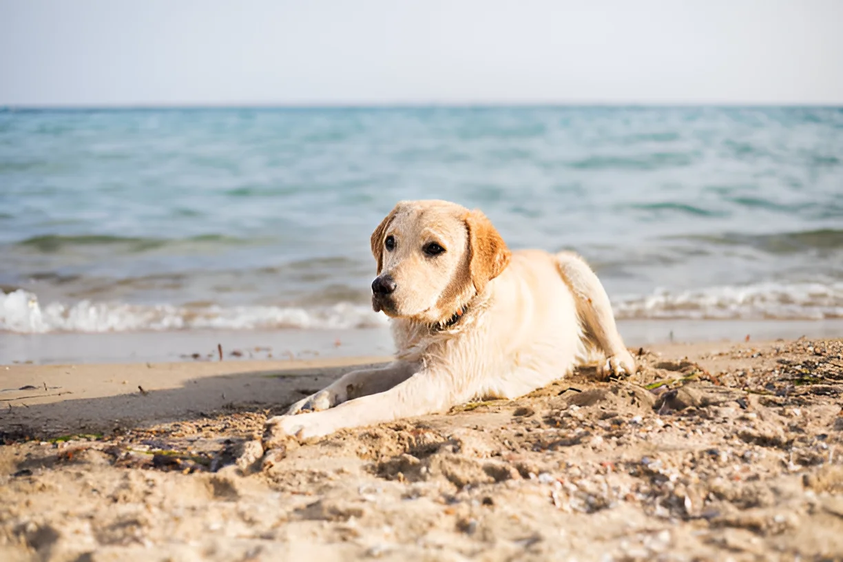 Can Dogs Go to Cedar Key Beach