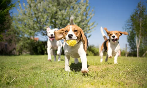 Are Beagles Easy to Train? No (Training Tips & Tricks)