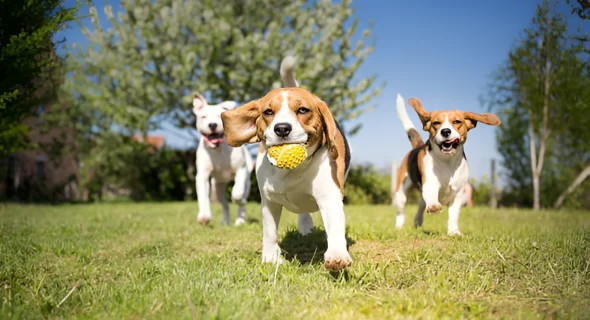 Are Beagles Easy to Train? No (Training Tips & Tricks)