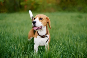 Are Beagles Protective Dogs