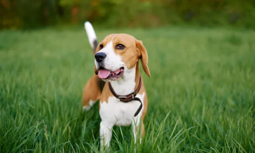 Are Beagles Protective Dogs? Strange Facts to Know