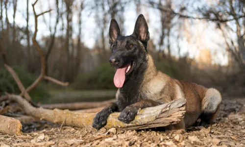 Are Belgian Malinois Good for Hunting? Explained