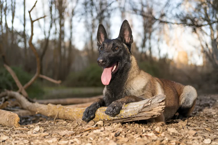 Are Belgian Malinois Good for Hunting