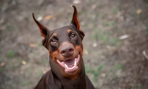 Are Dobermans Hard to Train? No (Tips to Train)