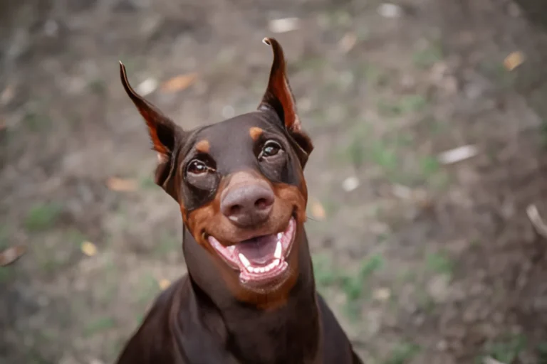 Are Dobermans Hard to Train