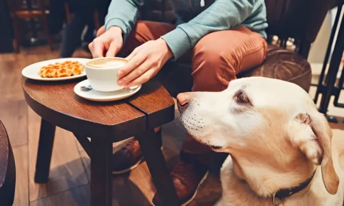 Are Dogs Allowed in Starbucks in NYC? Must Know