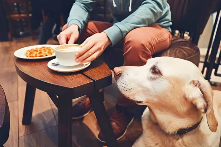 Are Dogs Allowed in Starbucks in NYC